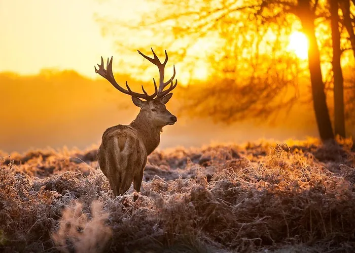 Kukeluusje Ermelo, Vlakbij Harderwijk, 4-personen *